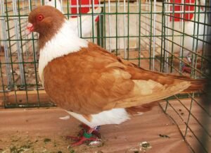 Pigeon strasser blanc marron