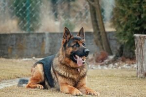 Berger allemand