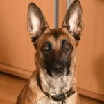 Berger belge Malinois