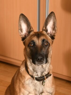 Berger belge Malinois
