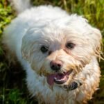 Bichon frisé