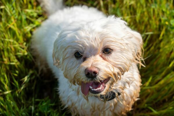 Bichon frisé