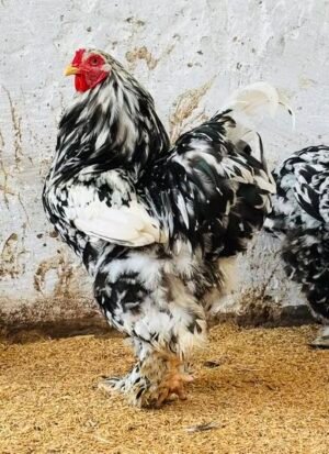 Poule Brahma caillouté