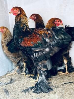 Brahma Perdrix en maille dorée