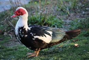 Canard barbarie