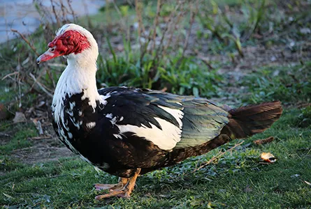 Canard barbarie