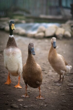 Canard coureur indien