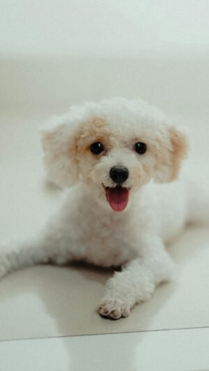 Caniche toy