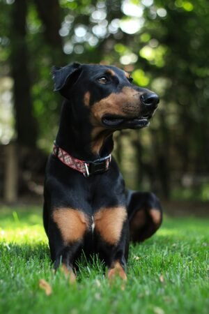 Doberman