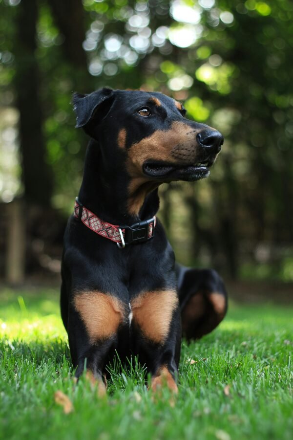 Doberman