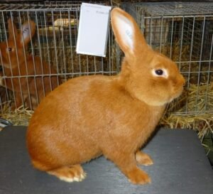Lapin Fauve de Bourgogne