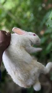 Lapin Hyla