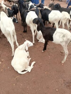 Mouton oudah