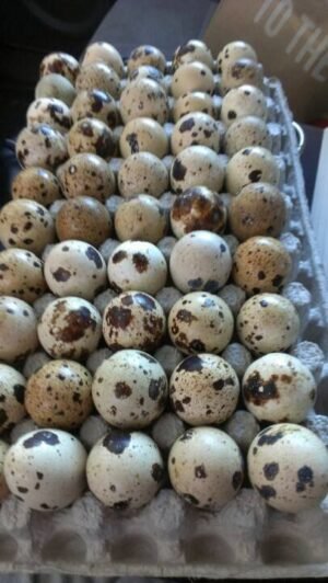 Oeufs de caille