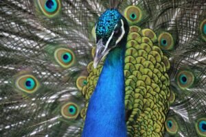Paon bleu