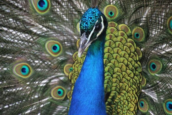 Paon bleu