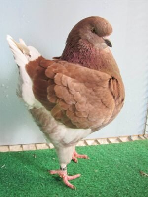 Pigeon king marron blanc
