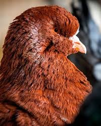 Pigeon king rouge