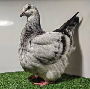 Pigeon mondain blanc noir
