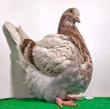 Pigeon mondain marron blanc