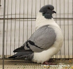 Pigeon strasser bleu barré noir
