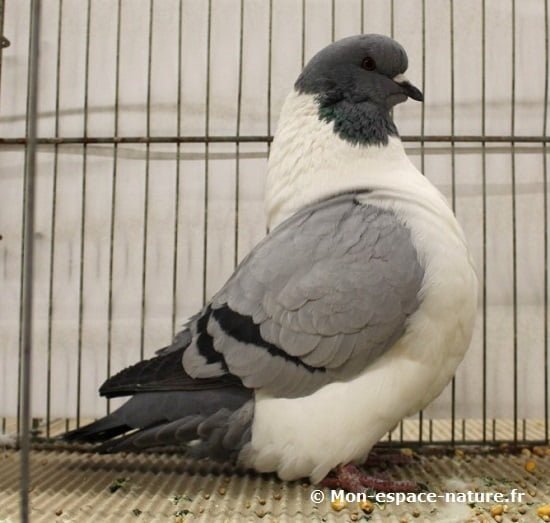 Pigeon strasser bleu barré noir